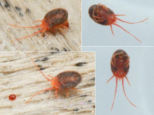 Réf. 199 342 : Bryobia sp.